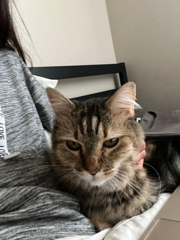 Picture of the Animal Listed